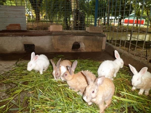 Rabbit farm