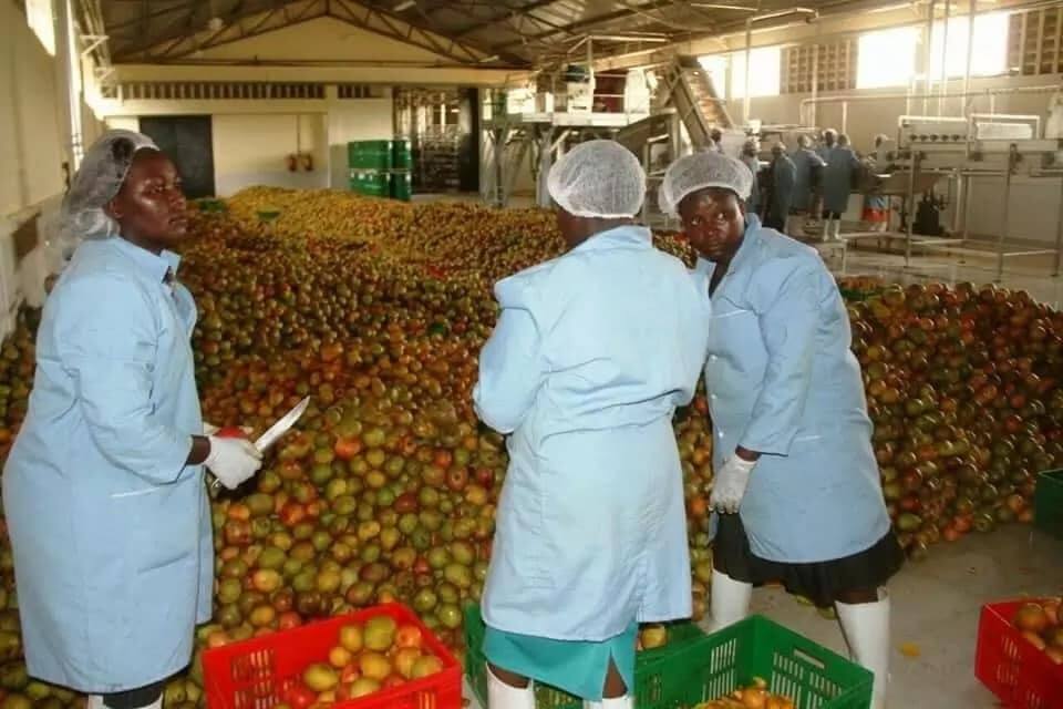 Makueni becomes first county to sell branded milk, process mangoes