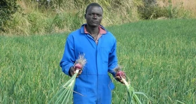 Red creole onion farming in Kenya