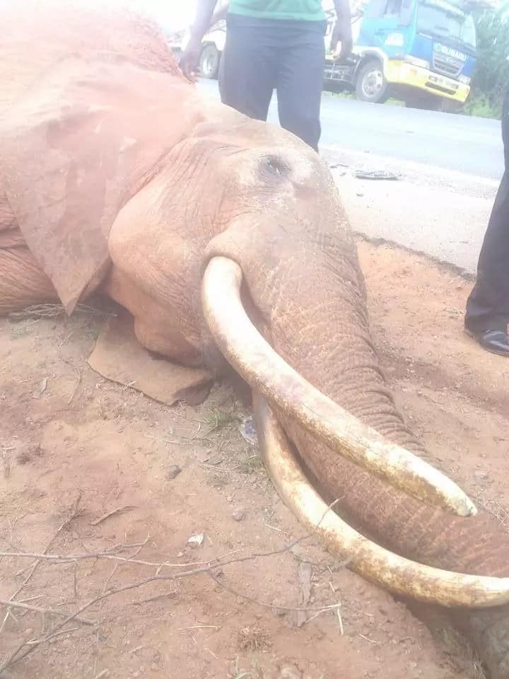 Elephant killed by speeding Miraa truck