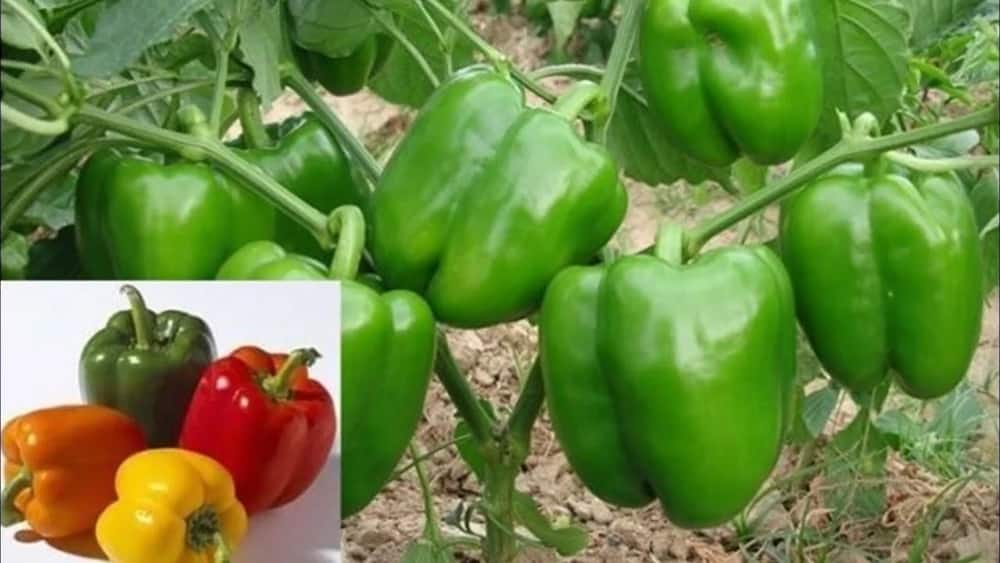 Capsicum Farming in Kenya: Cultivation Guide for Beginners