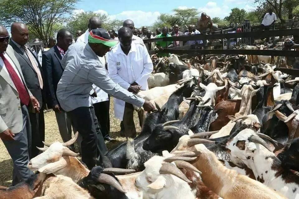 Uhuru, Ruto wanunua mbuzi 300 kwa ksh 3 milioni, Nakuru