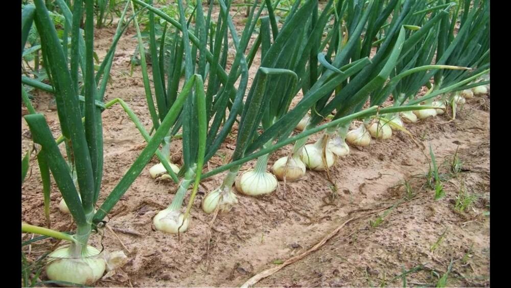 onion farming