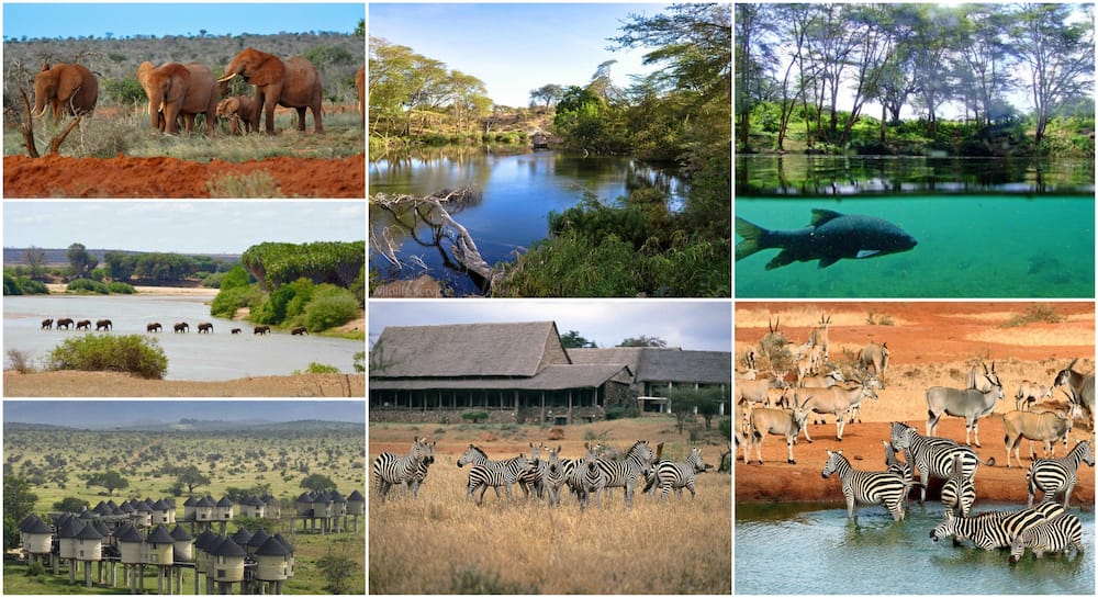 exploring-the-wonders-of-kenya-a-comprehensive-guide-to-the-country-s