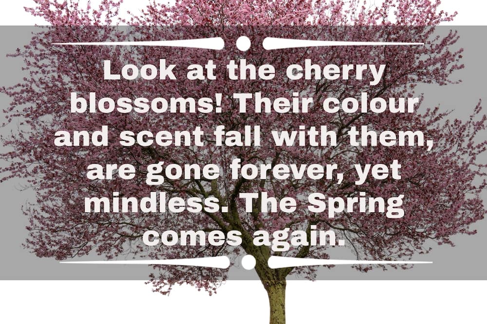 cherry blossom Instagram captions