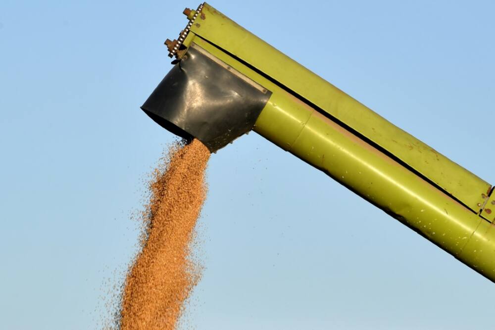 A combine harvester unloads wheat during the harvest season in the Sidi Thabet region