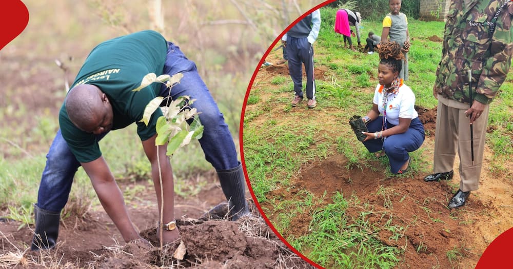 Kenyans planting trees