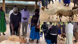 Barack Obama’s Sister Auma Gifted 3 Sheep by Appreciative Parents From Her Sauti Kuu Foundation