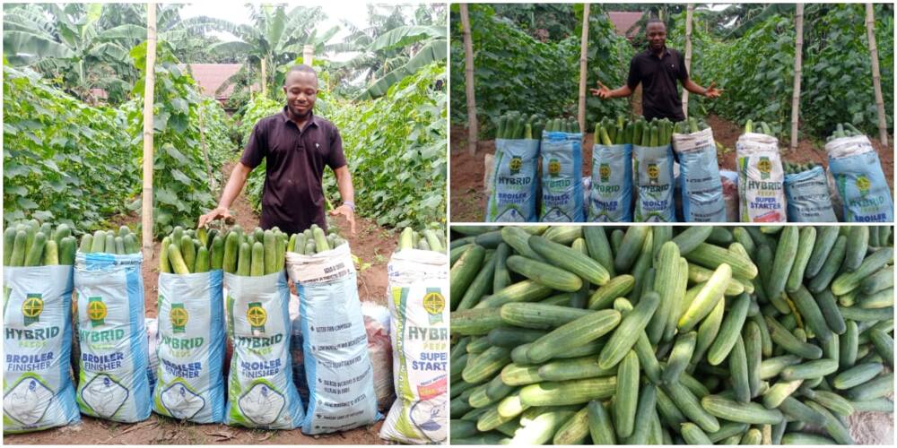 William Eke, a graduate of IMSU, went into farming on a full-time basis.