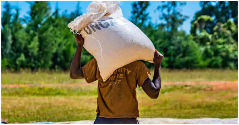 A man carrying a sac of maize flour.