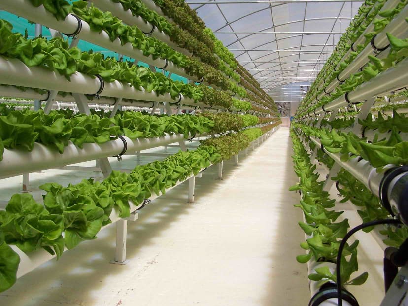 Hydroponic farming in Kenya