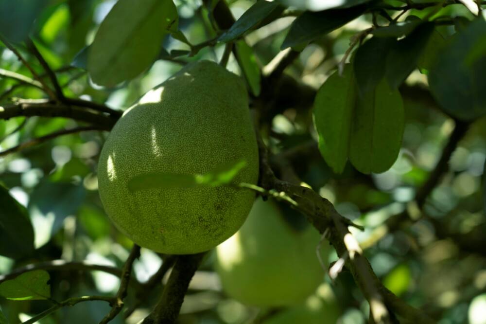 Mulin Ou's pomelo farm in Taiwan's Hualien county has been shipping about 180,000 kilogrammes of the fruit per year to China for decades