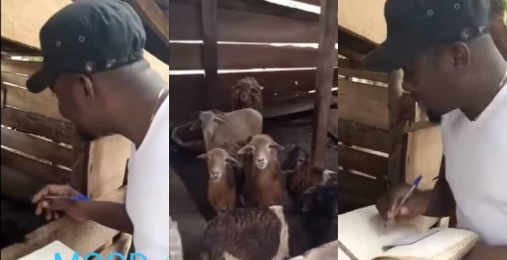 Funny: Man Marking Register for his Goats gets Many Laughing Their Hearts out