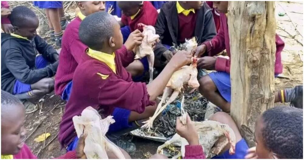 Pupils slaughtering chicken.