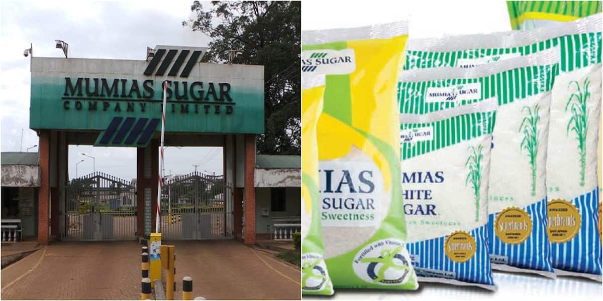 Mumias sugar company sinks further into KSh 15 billion loss - Tuko.co.ke