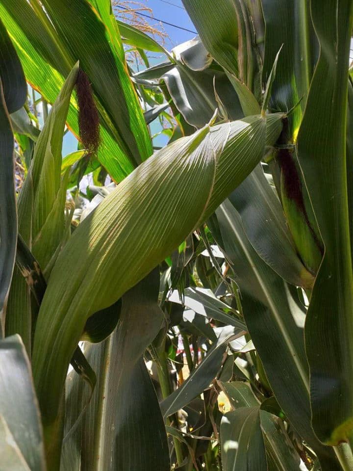 Kenya Seed Company maize varieties