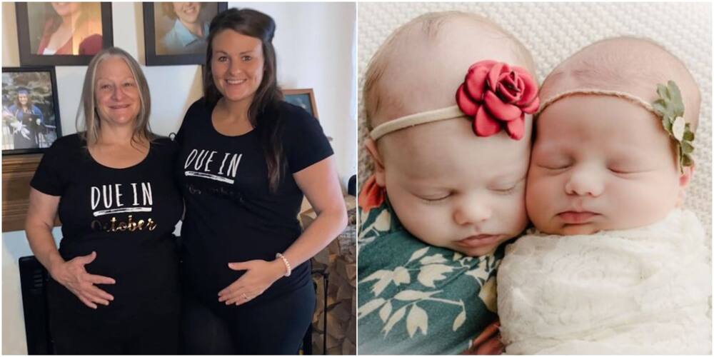 'Twin' sisters born to two different mothers - eight weeks and 750 miles apart