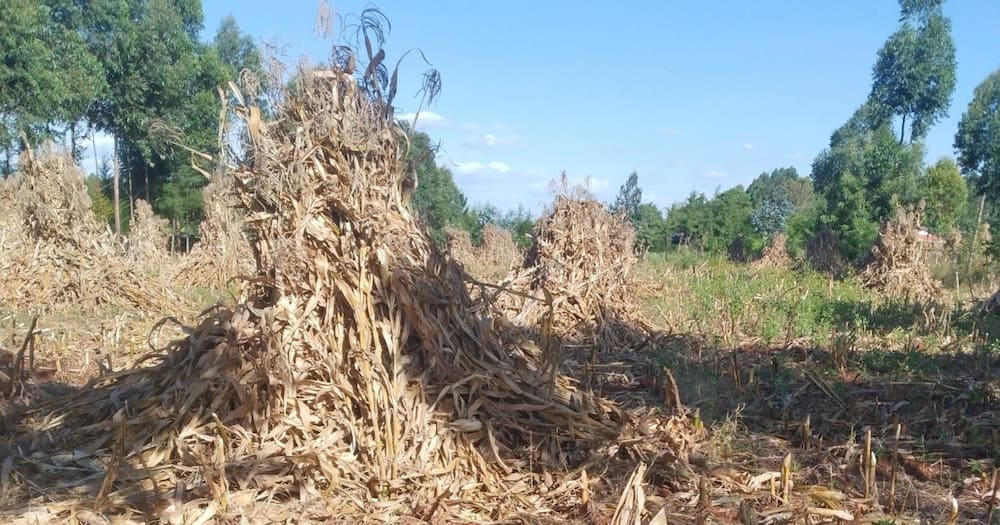 Trans Nzoia farmers have harvested over five million bags of maize.