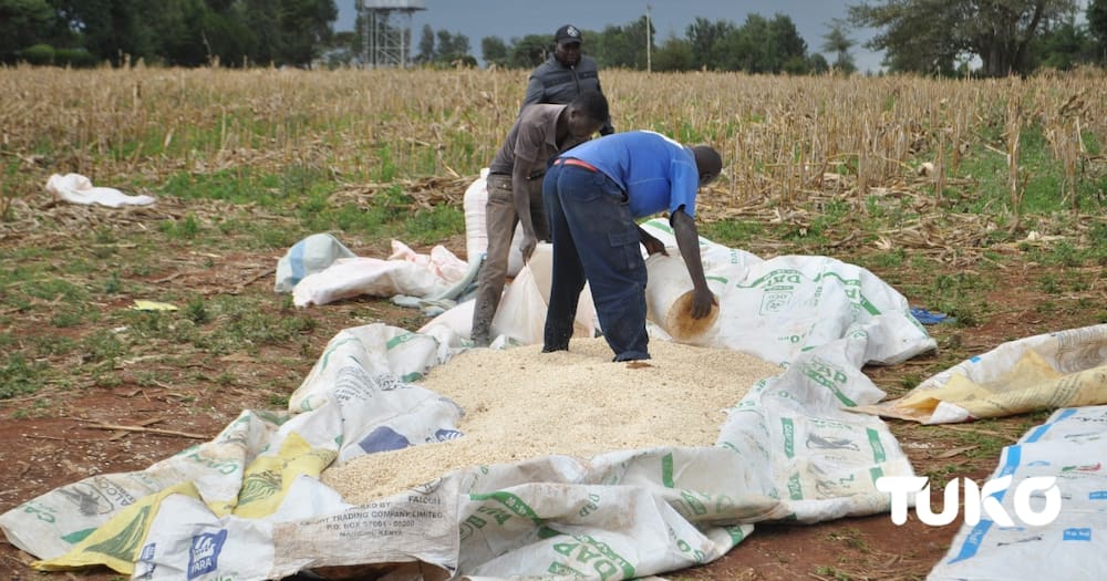 Kenya lifts ban on maize imports from Tanzania, Uganda a week after imposing embargo