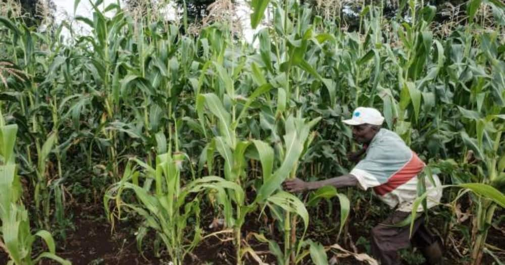 Farmer looking after his maize. Photo: Getty Images.