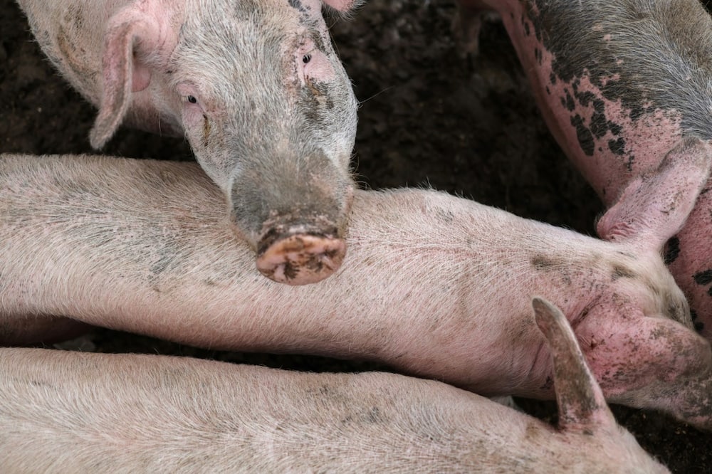 California's law regulates conditions in which pigs may be raised