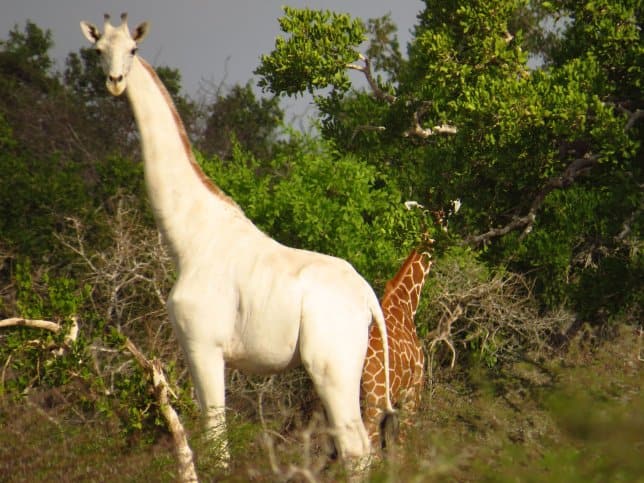 KWS yatangaza twiga mweupe asiye wa kawaida, mja mzito