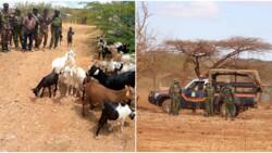 Marsabit: Bandits Kill 3, Including Children, Steal 1,000 Goats In Fresh Attack