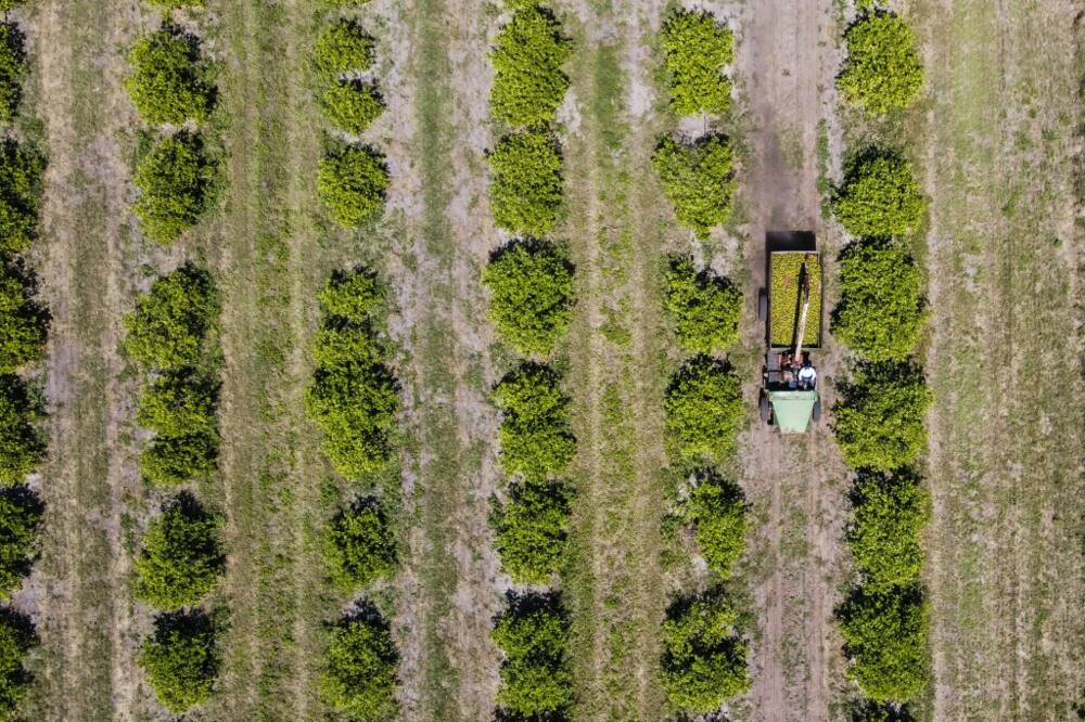 A tractor carrying citrus drives through a farm in Arcadia, Florida, on March 14, 2023