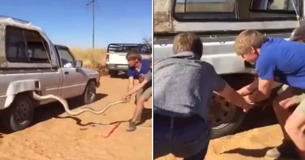 Men pulling massive snake from car