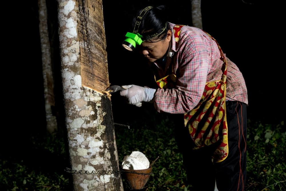 By the light of a head torch, farmer Wanida Hityim deftly strips bark from a rubber tree, collecting the milky latex