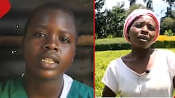 Kericho Girl Who Repeated Class 8 Over Lack of Fees Fails to Join Form One, Turns to Tea Picking