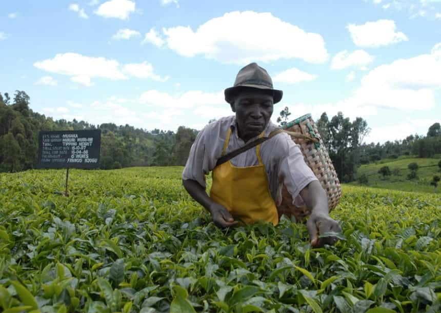 Makahaba wafurika Bomet kuwawinda wakulima wa majani chai