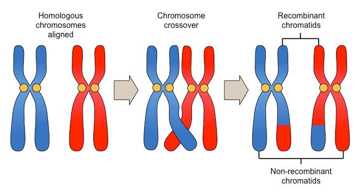 A look at types of genotype in human beings: What you need to know