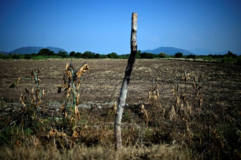 A Mexican lime plantation lies abandoned by its owners due to extortion by criminal gangs in Michoacan state