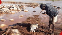 Tana River Man Distraught After Losing Entire Livestock to Floods: " Felt Helpless"