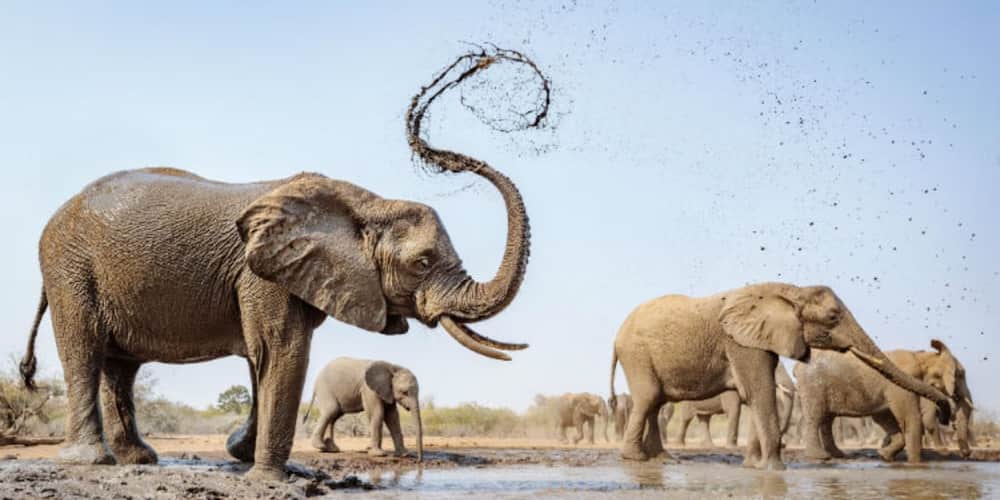 Namibia to auction 170 elephants due to drought, increased population