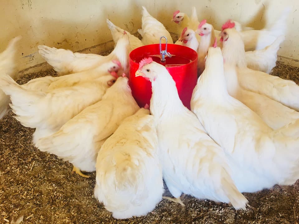 Beautiful female farmer opens up about feeding the nation, inspires SA