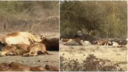Kajiado: Cattle Herders Watch Helplessly as Over 300k Animals Die of Hunger