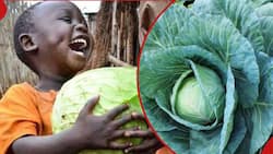 Eating Cabbage 3 Times a Day Helps Men Lose Weight, New Study Shows