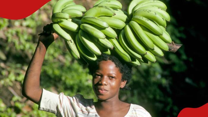 Kakamega Man in Court for Eating Woman's KSh 40 Bananas, Refusing to Pay and Beating Her up