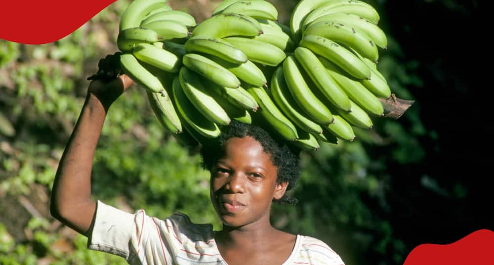 A woman is carrying bananas on her head.