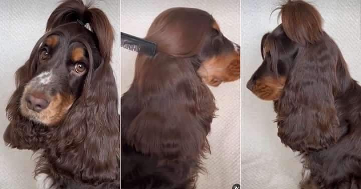 Dog with long hair