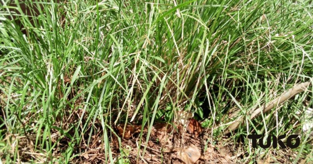 "Segutyet the grass that was used as a ring. Motiryot would use the grass to tie the hands of the bride and the bridegroom. Photo: TUKO.co.ke.