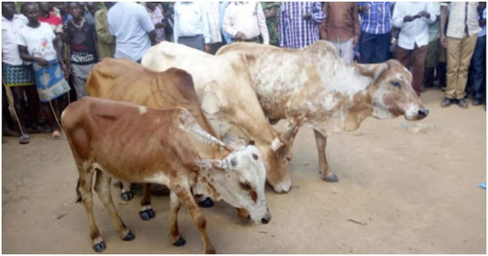 Stolen cows and goats. Photo: Ndumba wa Ndumba.