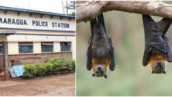 Murang'a: Police Officers Living in Fear as Thousands of Bats Invade Station