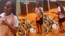 Young Lady Uses KSh 24k Given to Her For Wig to Buy Yams: "Apply Wisdom"