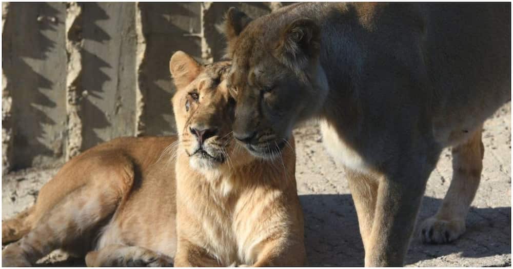 Four lions test positive for COVID-19 at Barcelona Zoo