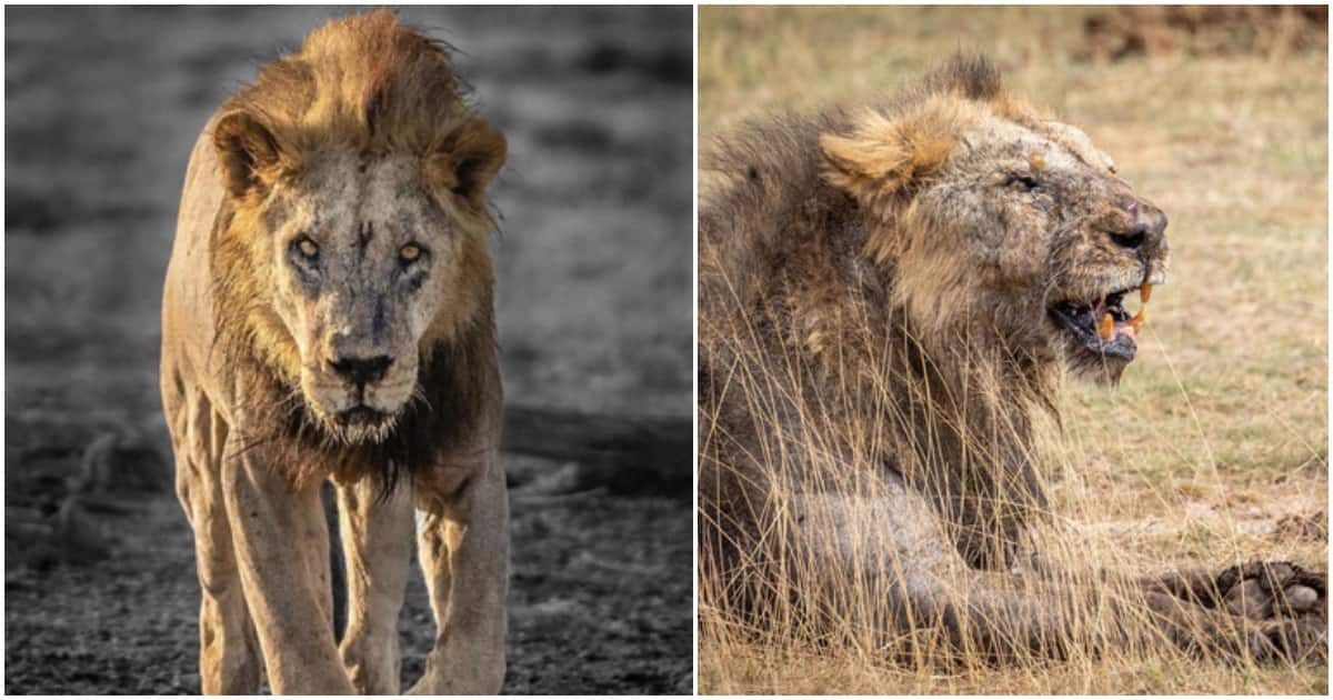 Six more lions speared to death by Kenyan herders just days after