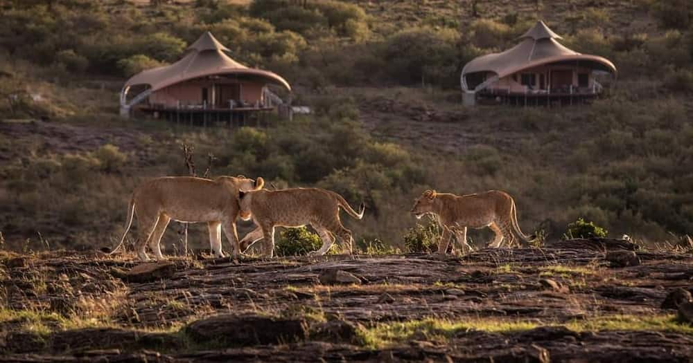 Kenyan hotel, Mahali Mzuri.