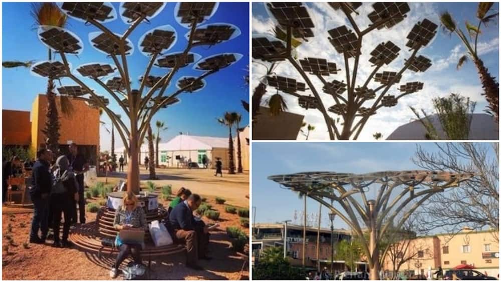 A collage of the solar tree. Photo source: Twitter/Africa Facts Zone